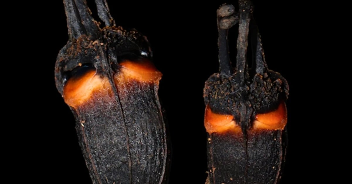 Flor com ‘dois olhos’ que não precisa de luz solar para viver é descoberta na Tailândia