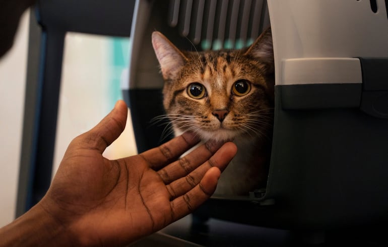 Viajar com gatos é possível: preparação e cuidados garantem mais segurança