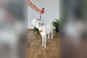 Ela passeia de coleira