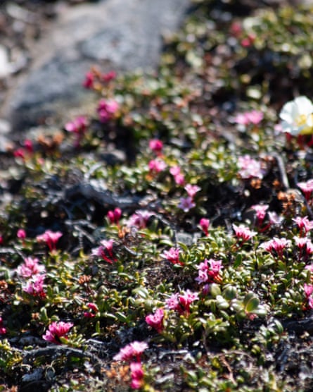 A green shrub with small pink flowers on a rock