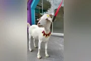A pet faz sucesso na cidade